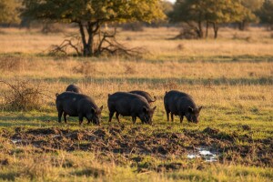 Uskoro novčana potpora za uzgoj svinja fajferica