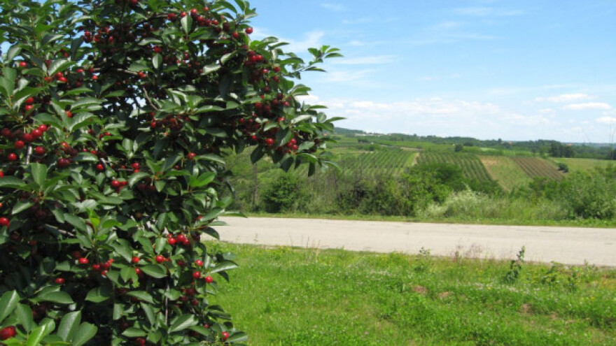 Voćari u Topoli imaće svoj sistem za navodnjavanje