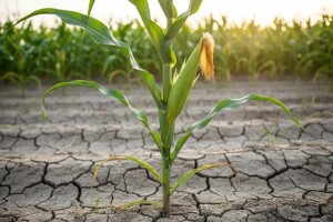 Uspeh Optimum® AQUAmax® hibrida