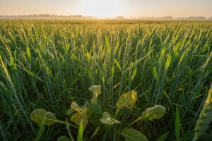 Uspešno suzbijte širokolisne korove