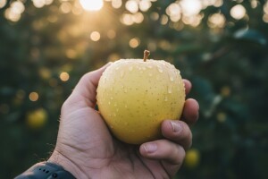 Uspješno suzbijte bolesti jabuke!