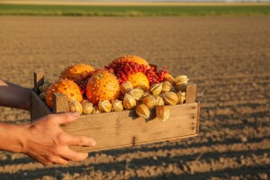 Usred Slavonije uzgajaju kiwano, goji bobice, peruanske jagode