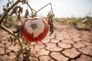 Uticaj ekstremno visokih temperatura na bilje