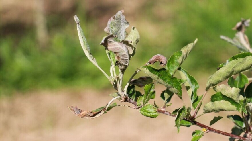 Žućenje lišća: Kako pomoći biljkama ?