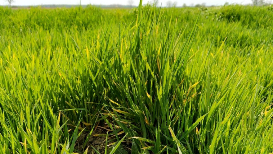 Koji su uzroci žutila žitarica i kako oporaviti useve?