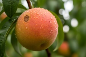 Utjecaj oborina na zdravlje koštičavog voća