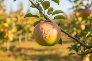 Utjecaj suše i ekstremno visokih temperatura na kvalitetu jabuka