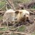 Utočište za medvjede u Kuterevu jedinstveno je mjesto u srcu Like