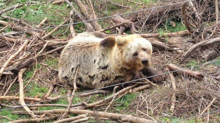 Utočište za medvjede u Kuterevu jedinstveno je mjesto u srcu Like
