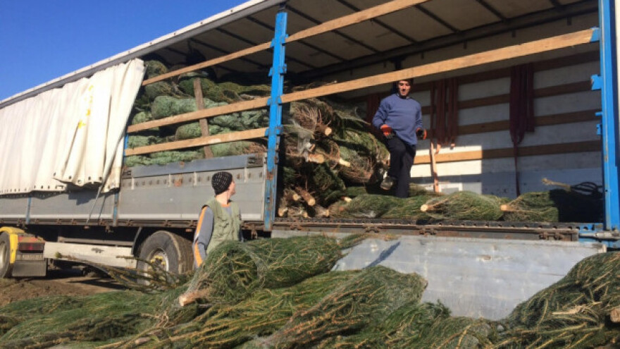 Borovi za europsko tržište plaćaju se unaprijed