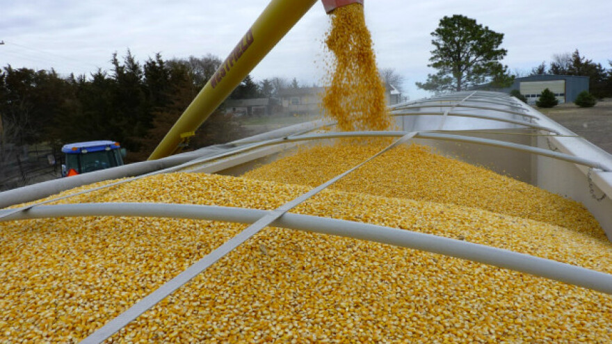 Rusija povećala izvoz kukuruza za 46%