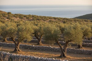 Utrostručene površine pod maslinama u svijetu