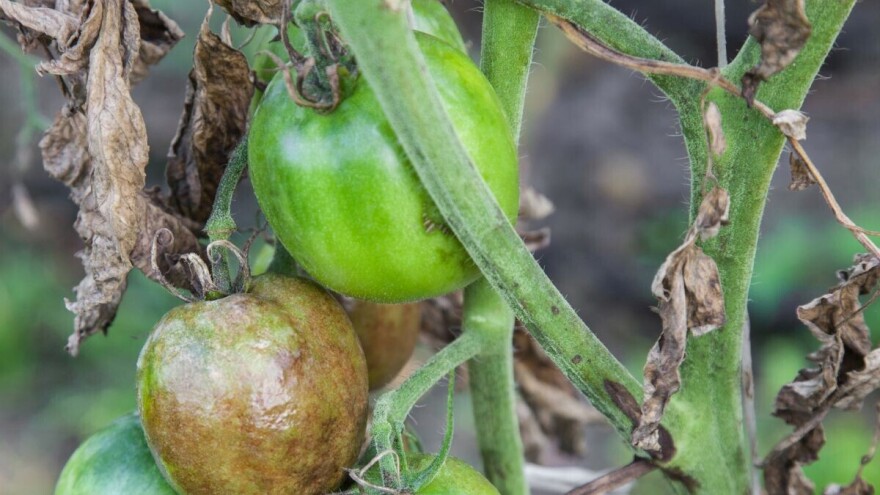Protiv zelenog uvenuća rajčice borite se direktno na parceli