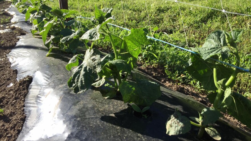 Šta je sada aktuelno od radova u usjevima krastavca kornišona u BiH?