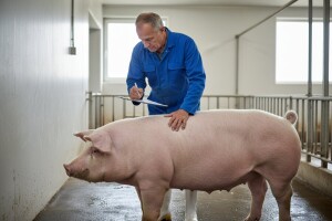 Uvodi li se red u svinjarstvo?