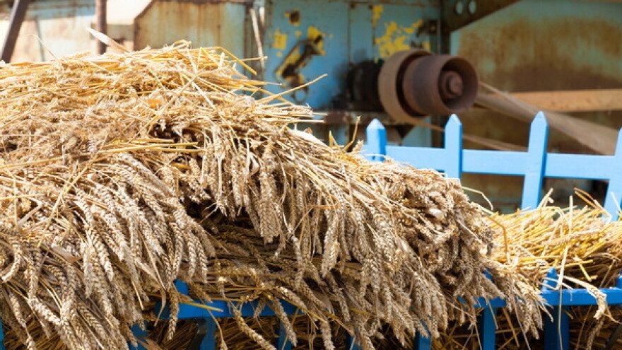 Kvalitetnu pšenicu kupujemo od Mađara!