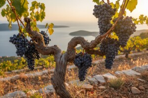 Uvozimo jeftino vino, izvozimo skupo