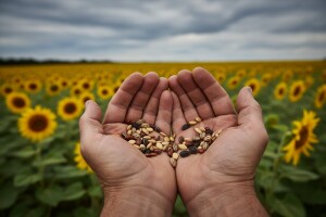 Uvozimo sjeme u vrijednosti 35 milijuna dolara?