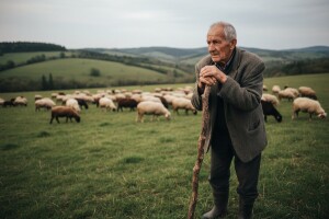 Uvozna zamrznuta janjetina uništava hrvatsko ovčarstvo