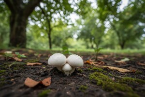 Uzgajajte gljive u vašem vrtu ili voćnjaku