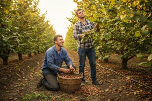 Uzgajanje lešnika - hobi koji se isplati!