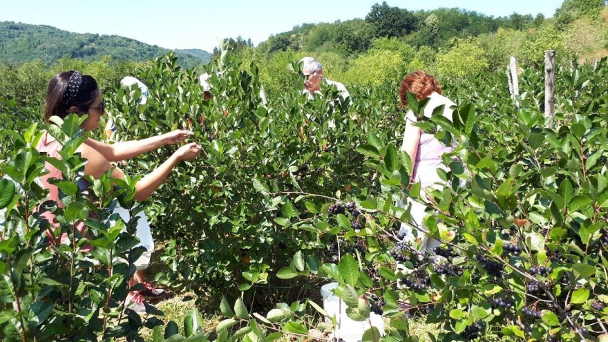 Poranila i berba aronije - uslovi nisu idealni, rod za sada upitan
