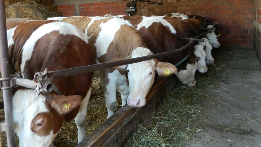 Tovni bikovi i jagnjad najskuplji u Nišu, prasad u Čačku