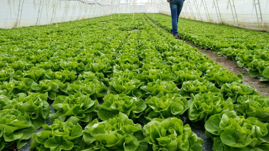 Dodeljeno pet miliona dinara somborskim poljoprivrednicima