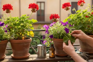 Uzgoj balkonskog cvijeća