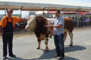Pad cijene bikova u odnosu na lani