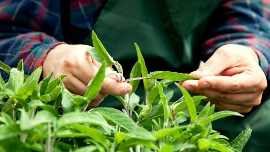 Nije sve "ljekovito bilje" ljekovito!