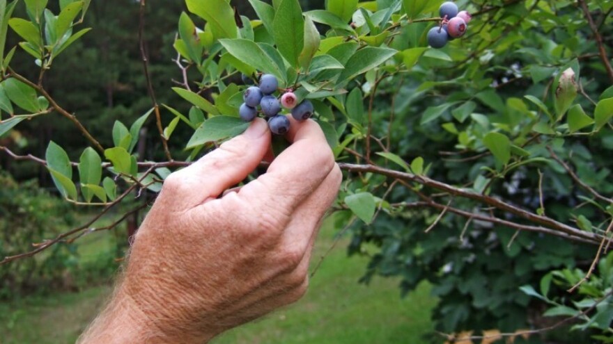 Borovnica - grmasta biljka osjetljivih plodova