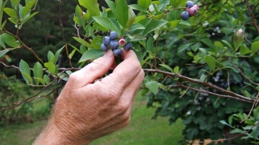 Borovnica - grmasta biljka osjetljivih plodova