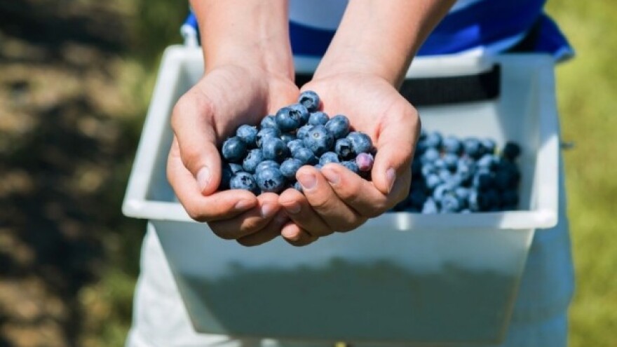 Poljska udvostručila proizvodnju borovnica!