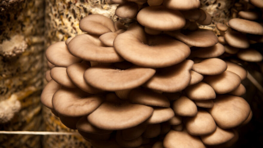 Kako uzgajati bukovače?