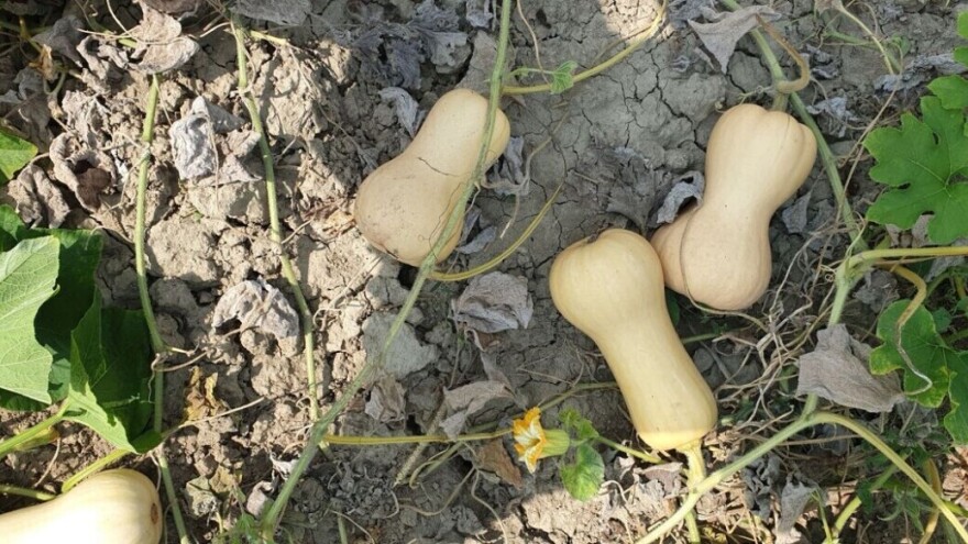 Kraljica među tikvama zaslužuje veću prepoznatljivost na domaćem tržištu