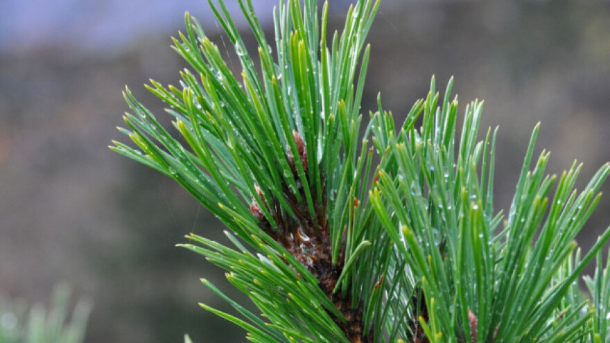 Kako uzgojiti četinare u saksijama?