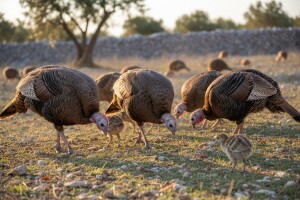 Uzgoj Dalmatinskih tuka