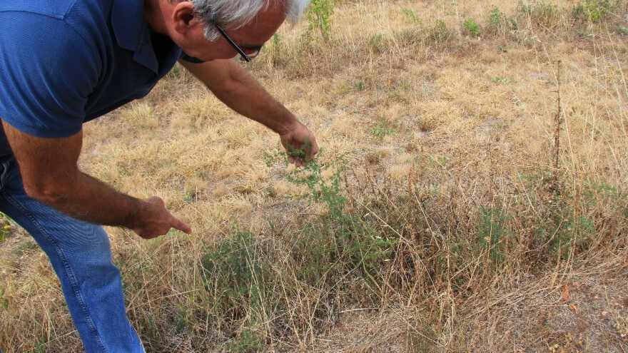 Šime Martinović: Tržište za uzgoj divljih šparoga postoji, a cijena je dobra