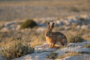 Uzgoj divljih zečeva u Dalmaciji