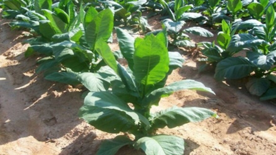 Proizvođači duhana od 2015. gube 50 posto potpora