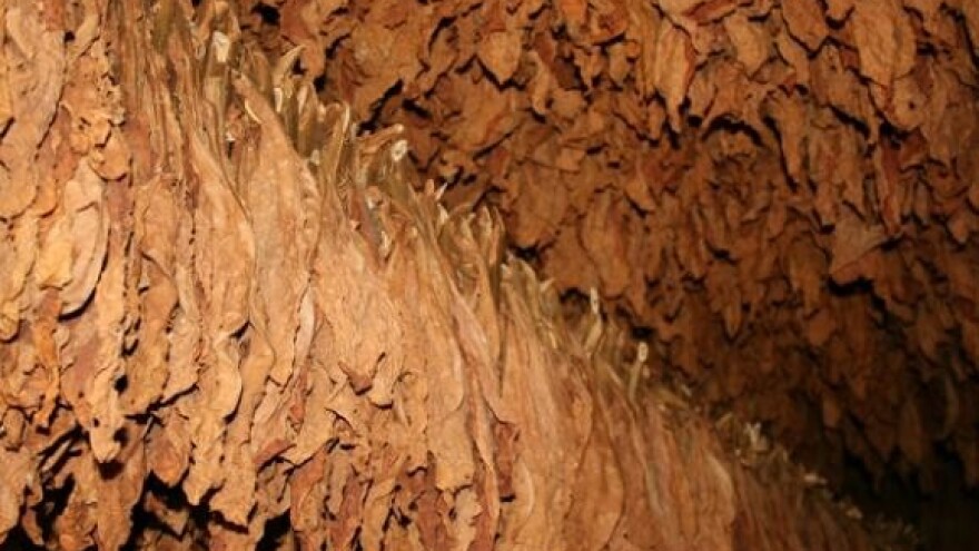 Najisplativije je odustati od proizvodnje duhana