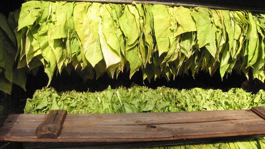 Prinosi odlični, otkupljeno 170 tona duvana