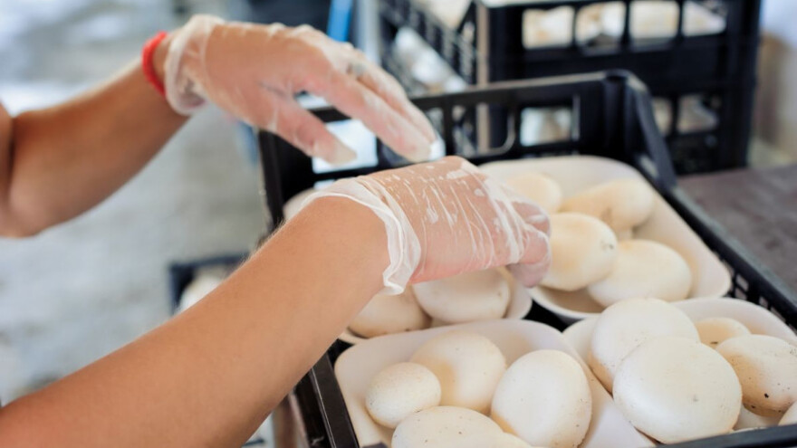 Uzgoj gljiva 2.200 t godišnje, dominira šampinjon