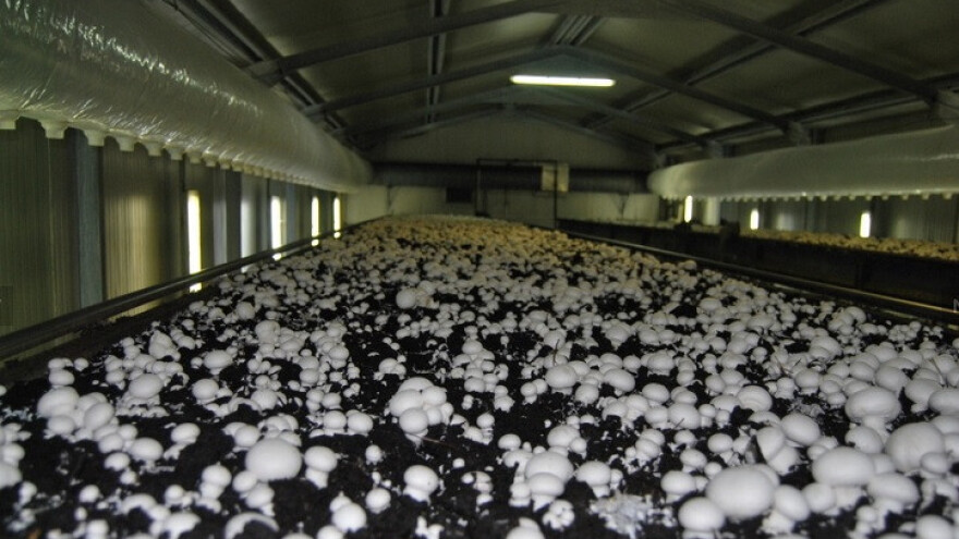 Uz IPARD osuvremenili proizvodnju gljiva