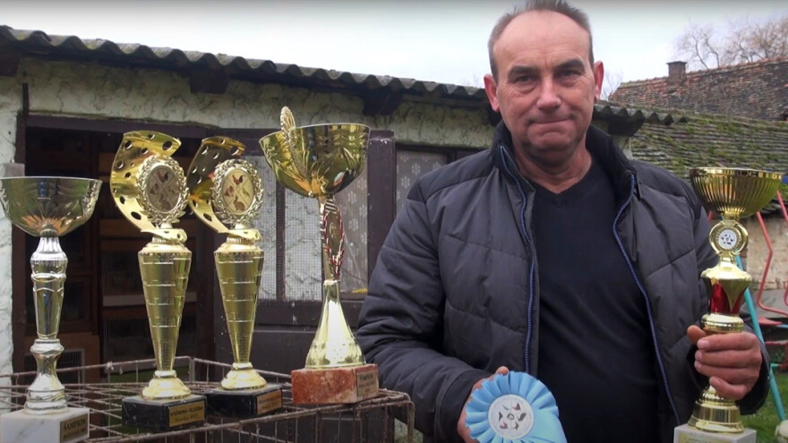 Uzgoj kanarinaca i golubova hobi je Marina Jurakovića već 30 godina