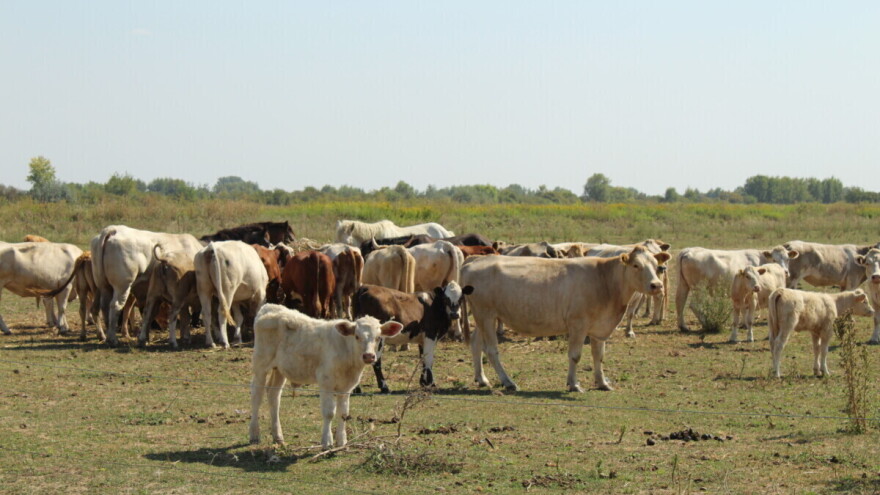 Preblag je izraz da su proizvođači mlijeka i mesa desetkovani, evo zašto