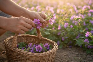 Uzgoj i berba crnog sljeza