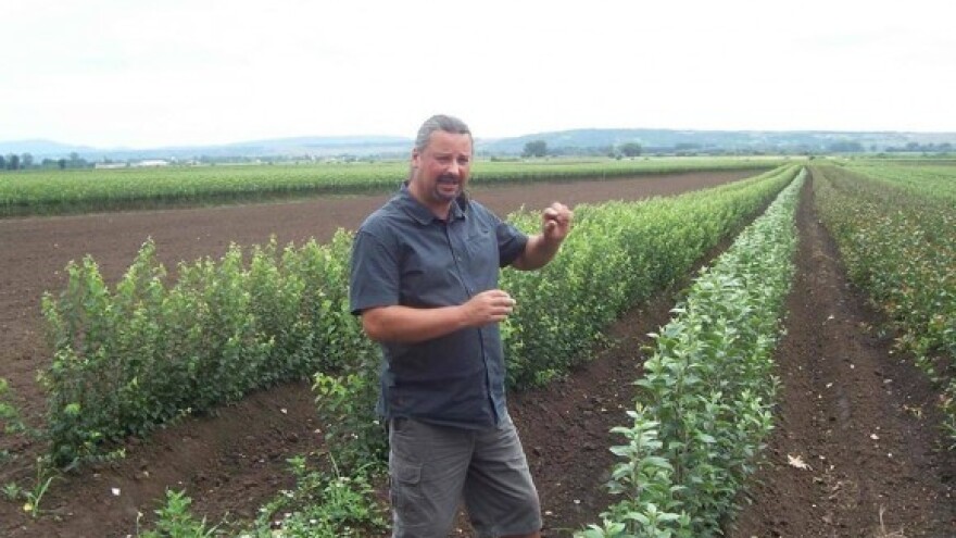 Pale cijene jabuka i grožđa