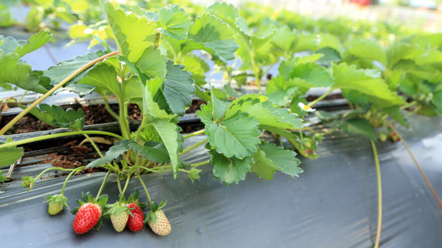 Jagode je bolje saditi u proljeće, u jednoredu